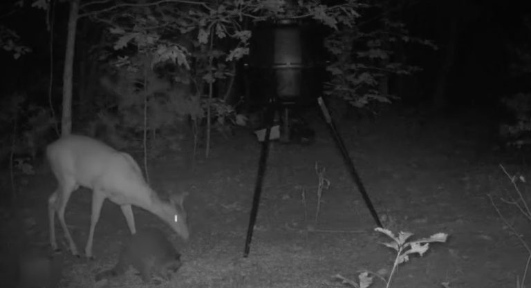 raccoon scares deer
