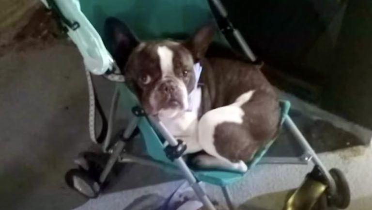 dog abandoned at airport in baby stroller