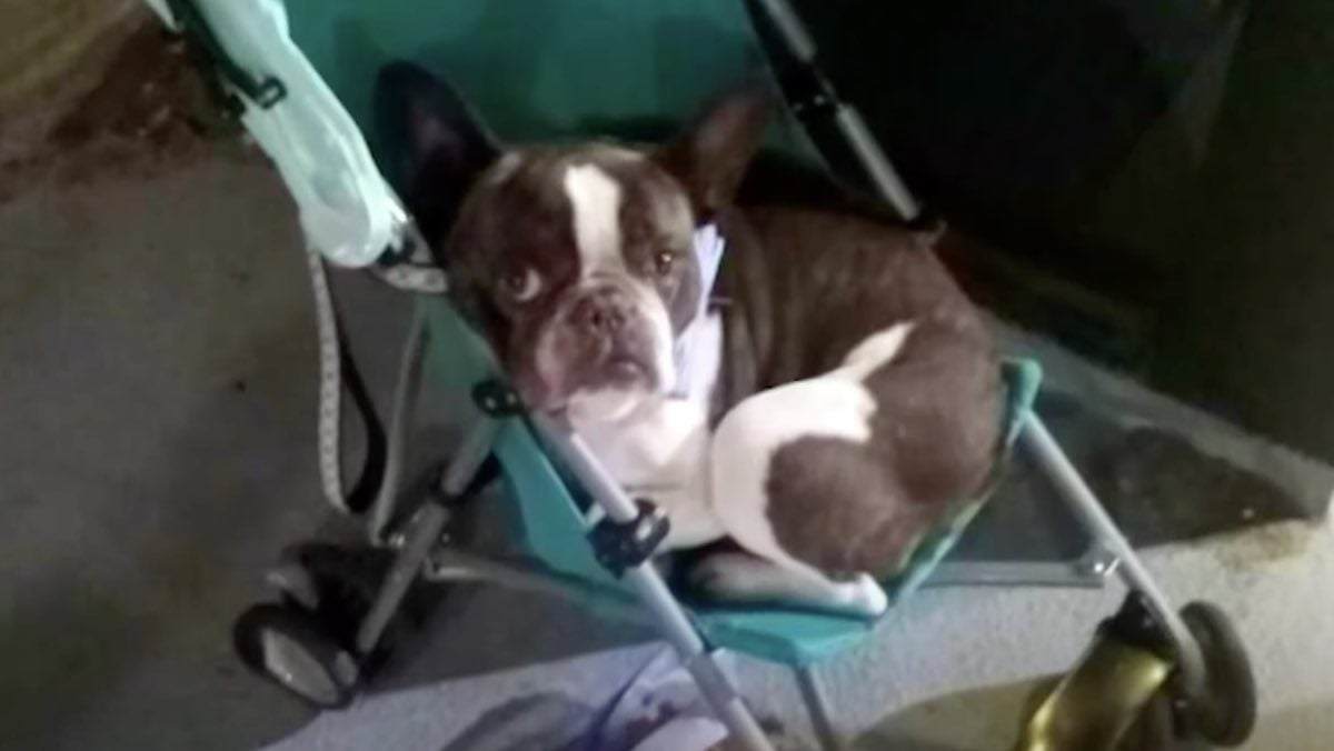 Dog Abandoned in Baby Stroller at Airport Being Well-Looked After As ...