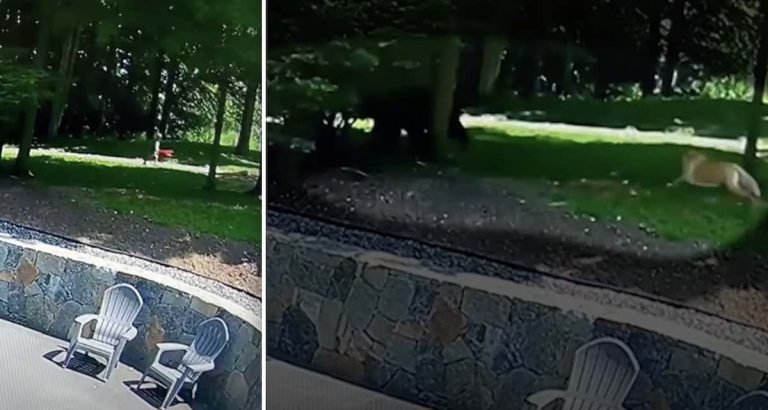 dog chases bear away from boy