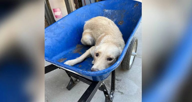 dog in wheelbarrow saved from euthanasia