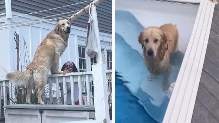 dog sneaks into neighbor's pool