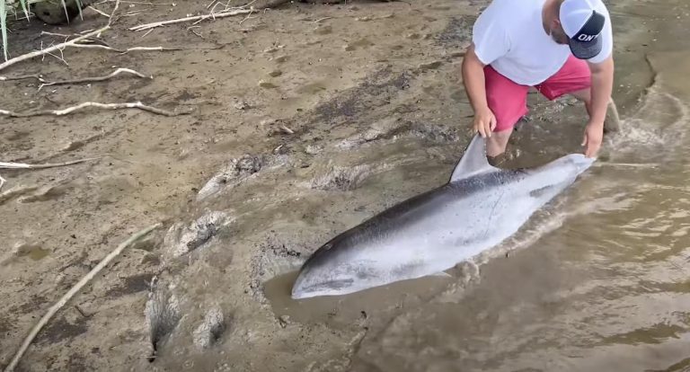 dolphin rescued from waccamaw river