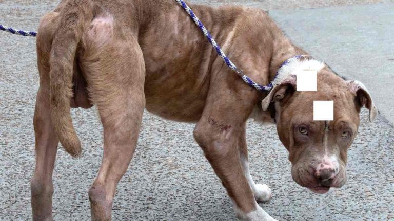 Rescuers Save Dog ‘In A Living Nightmare’ After He Is Found Starving And Shot