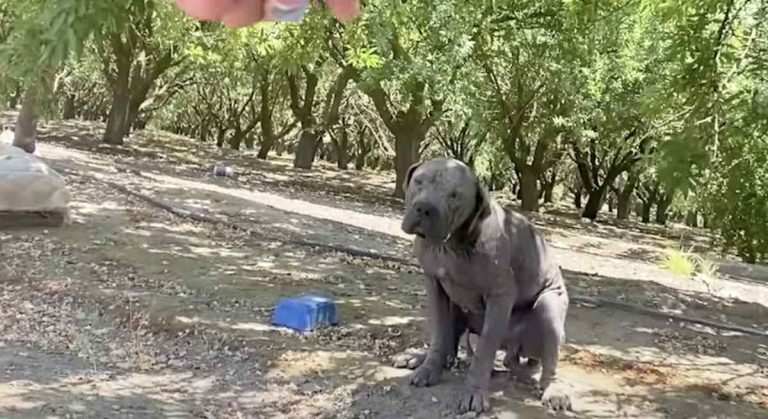 pit bull rescued from orchard