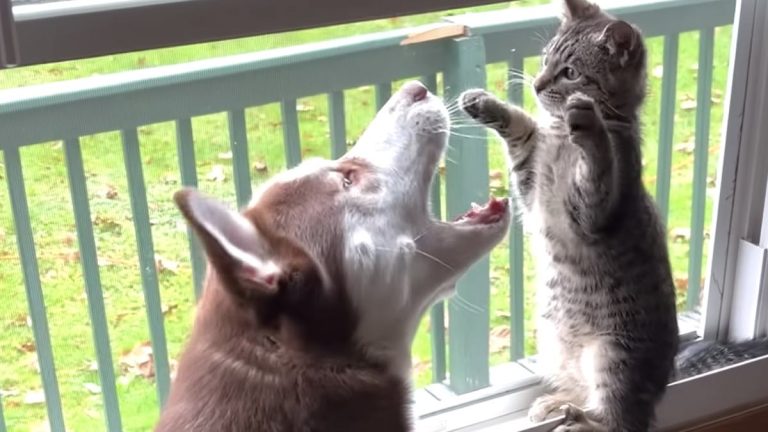 kitten raised by huskies