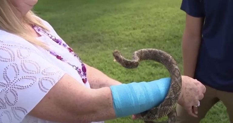 Woman Is Attacked By A Snake That Falls from the Sky, Then Is Attacked By A Hawk In Bizarre Incident