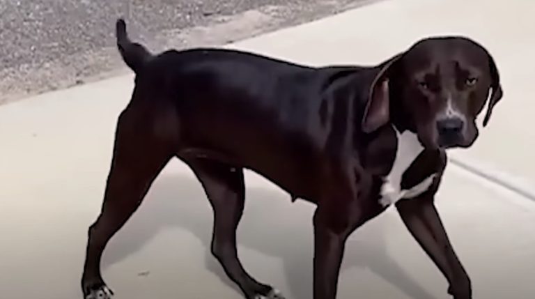 dog shows up at family's home and adopts them