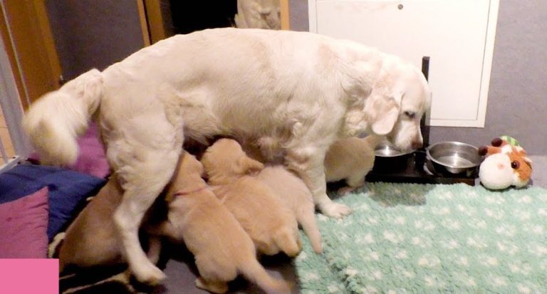mama disciplines her pups