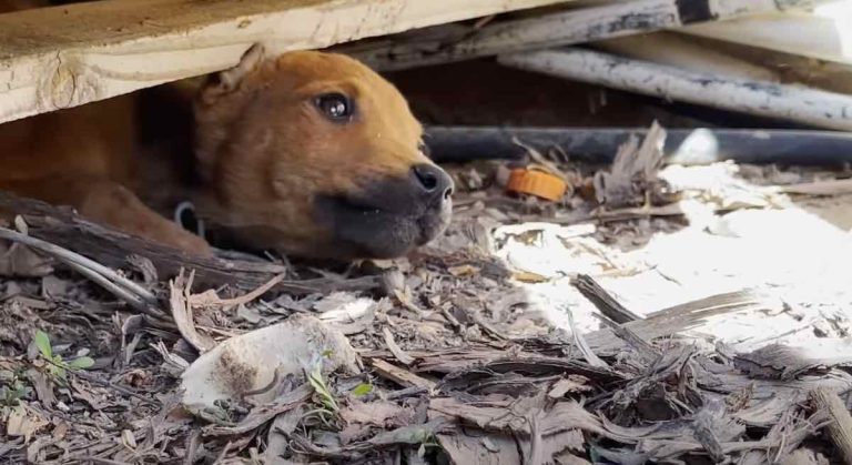 stolen puppy rescued
