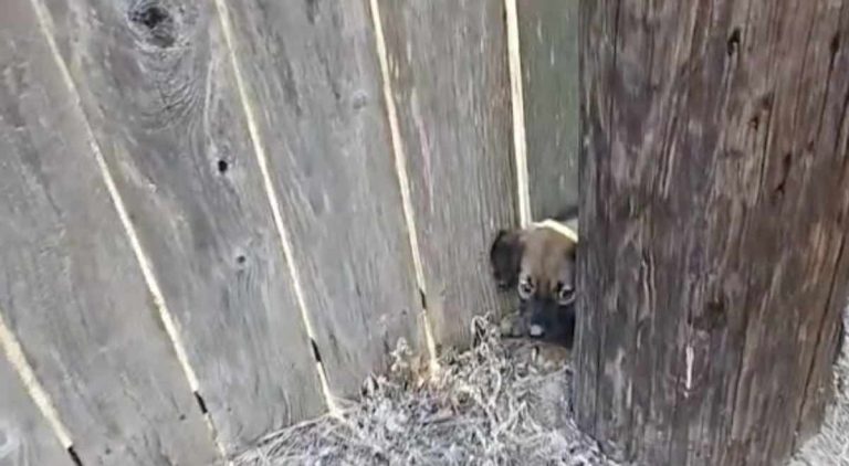 woman rescues puppy from behind pole