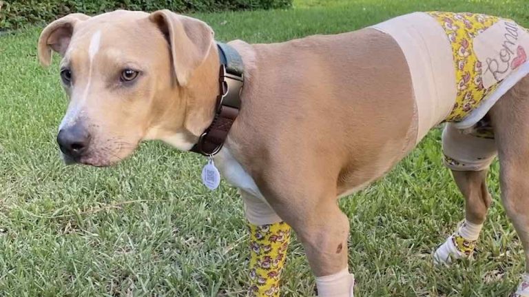 dog rescued from Maui fires