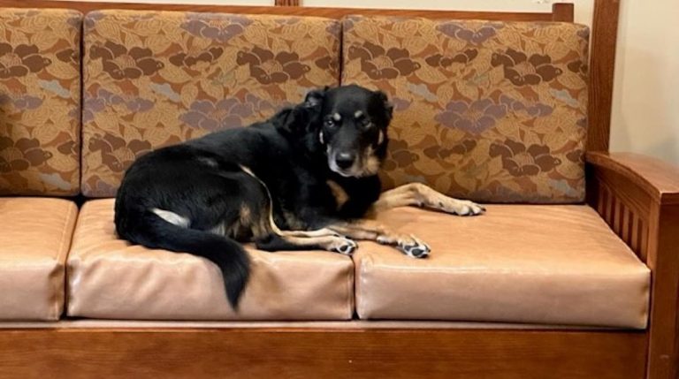 Scout the dog at care home