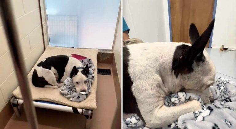 Senior shelter dog sucks on blanket