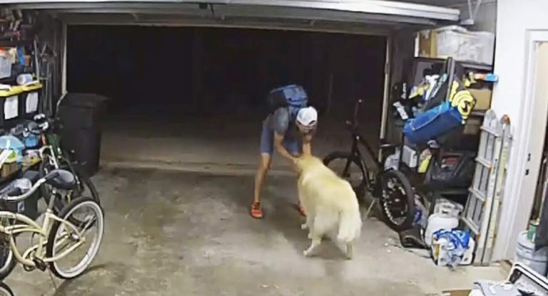 Surveillance Camera Catches Suspected Thief Giving Golden Retriever Belly Rubs