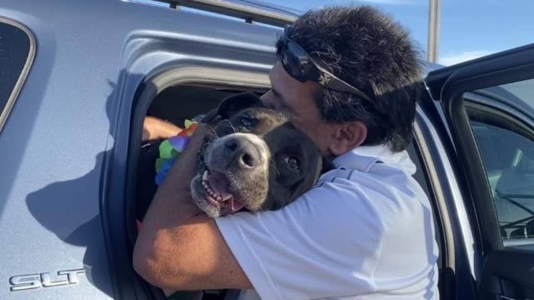Dog Badly Hurt In Parking Lot Attack Reunites With His Dad After Three Years Missing