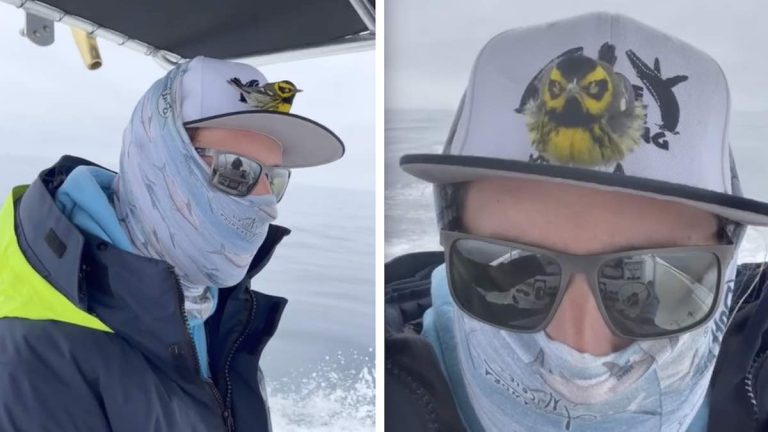 Lost Warbler Hitches A Ride Back To Shore With Couple On Boat