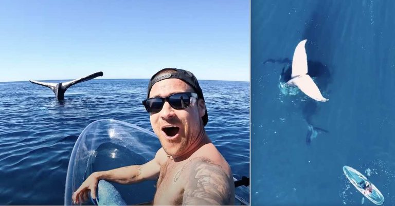 man captures whale tailing on camera
