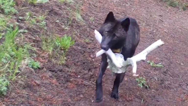 wolf brings toy to pups