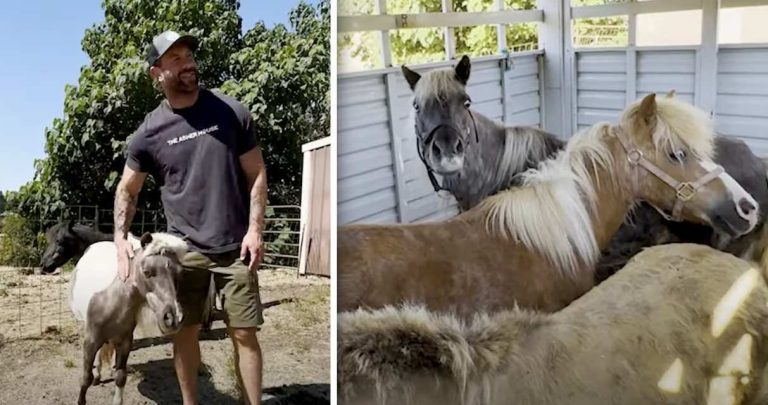mini horses rescued