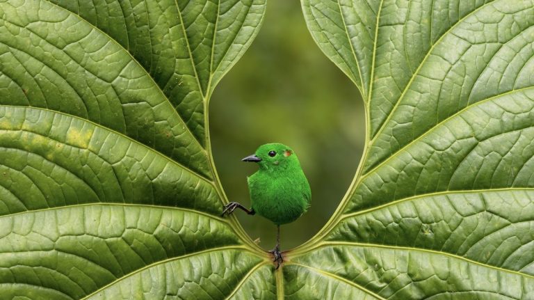 bird photographer of the year awards 2023