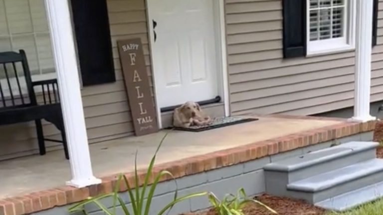 dog shows up on woman's porch