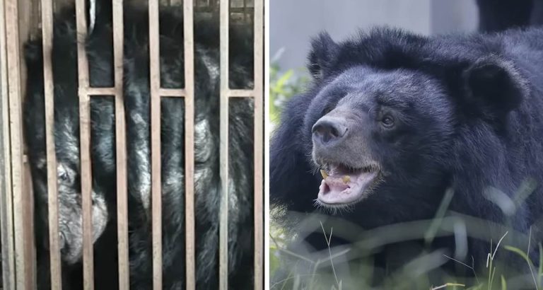 Dawn moon bear rescued by Animals Asia
