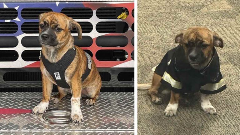 Riggs rescued by fire department