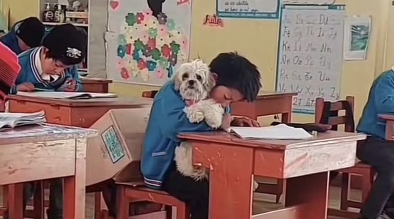 dog in class