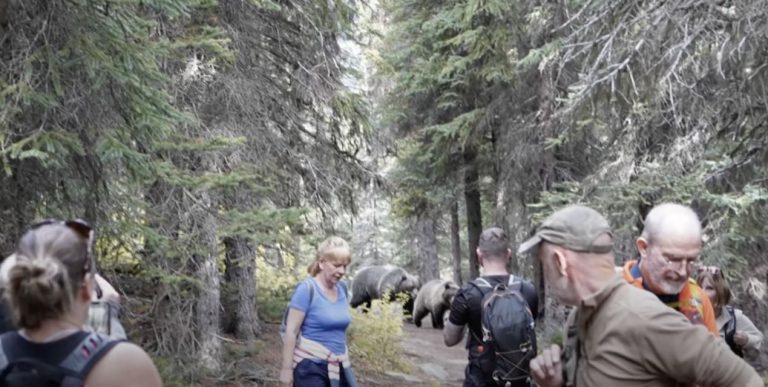grizzlies follow group of hikers in Banff