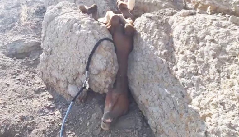 horse stuck between rocks