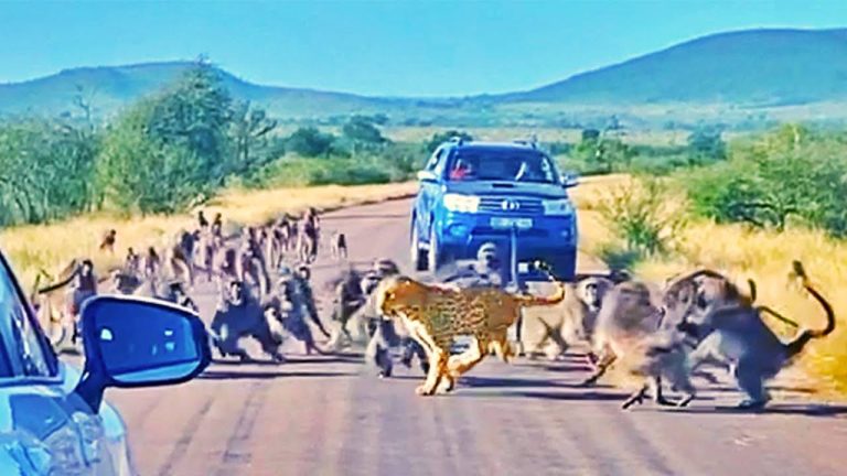 leopard's encounter with baboons