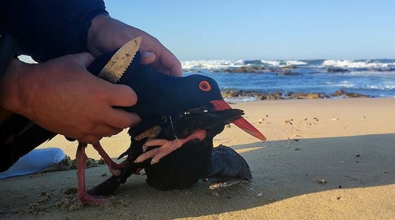oyster catchers freed