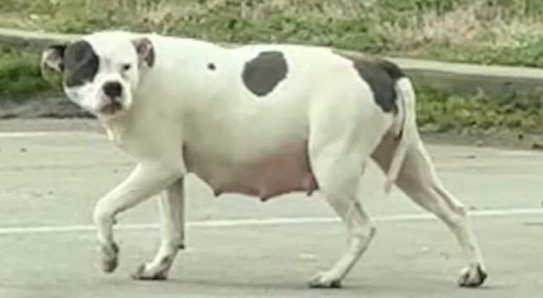 Stray Mama Pit Bull Is So Relieved When Her Puppies Are Rescued