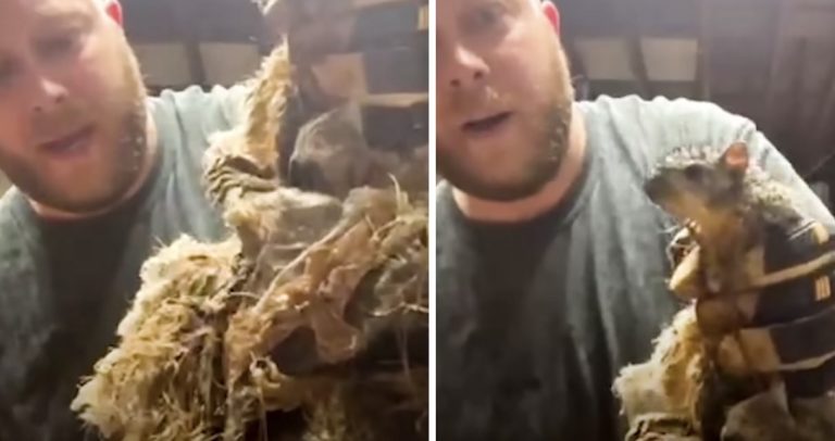 man frees tangled squirrel