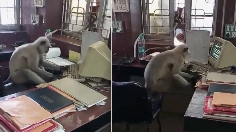Train Station Employees Surprised To Find Wild Monkey Doing Their Job