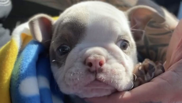 frenchie with birth defect rescued