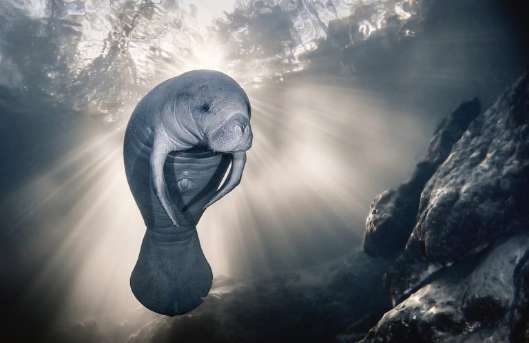 Incredible Winners of Ocean Photographer of the Year Capture Beauty of Life Underwater