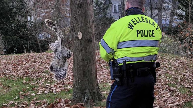 Owl Dangling From A Tree Rescued By Police Officers