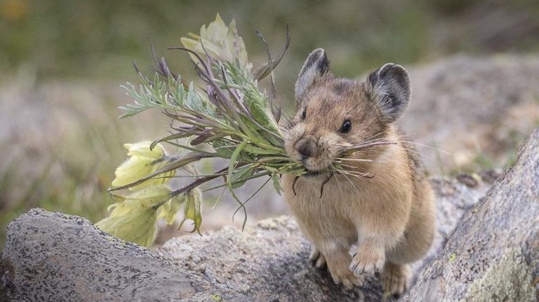 American Pikas Busily Pick and Gather Wildflowers for a Very Important Reason