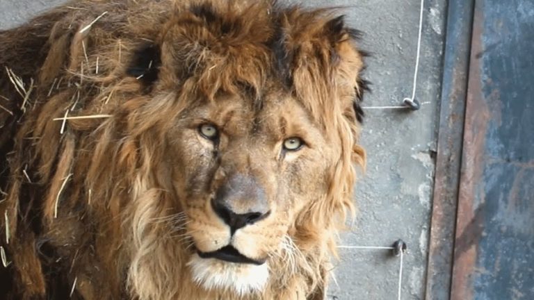 Ruben the lion feels grass for first time