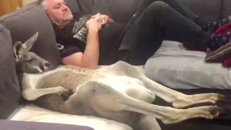 rescued kangaroo loves couch