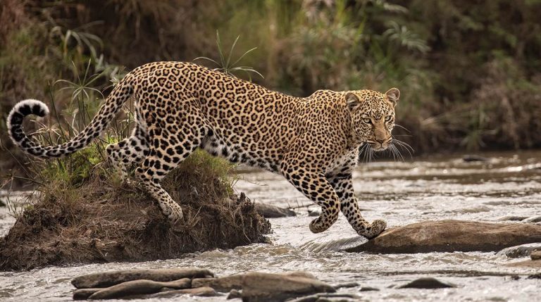 Preview the Stunning Wildlife Photographer of the Year Competition with Highly Commended Photos
