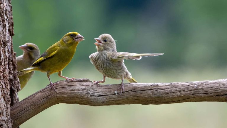 Comedy Wildlife Photo Awards Finalists for 2023 Bring On The Laughs