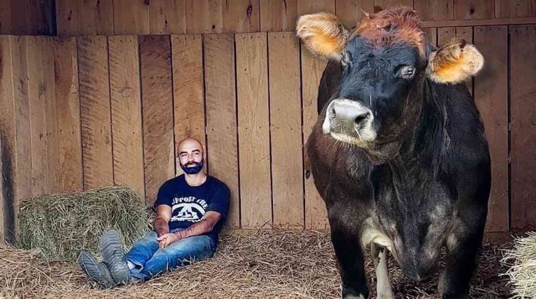 Born Blind On Dairy Farm, Senior Cow Makes Cow Friends For First Time