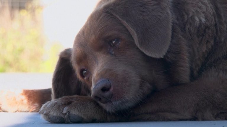 Bobi world's oldest dog