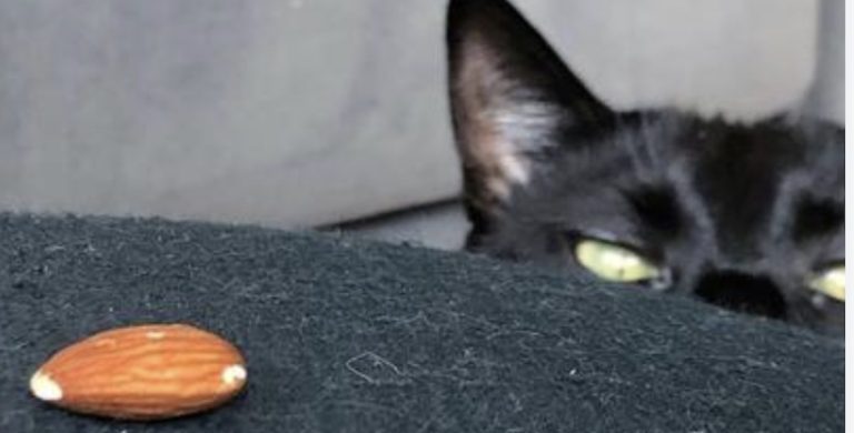 cat loves to play with almonds