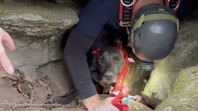 Dog Rescued After 3 Days ‘Unwillingly’ Sharing Cave with Bear