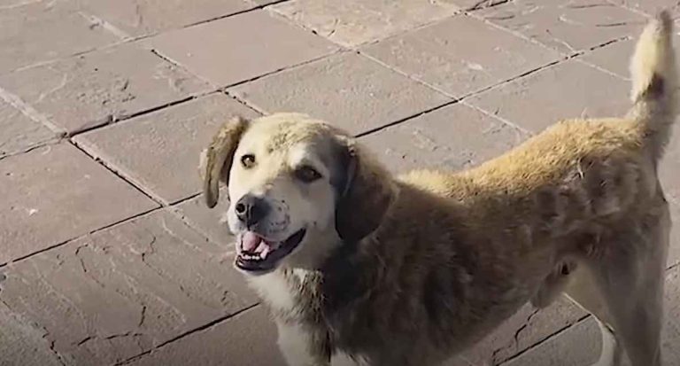 Street Dog Chooses Woman To Be His Mom, Chases After Her Car For Blocks