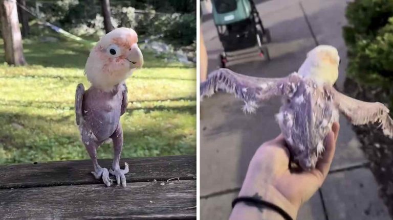 Chicken the parrot